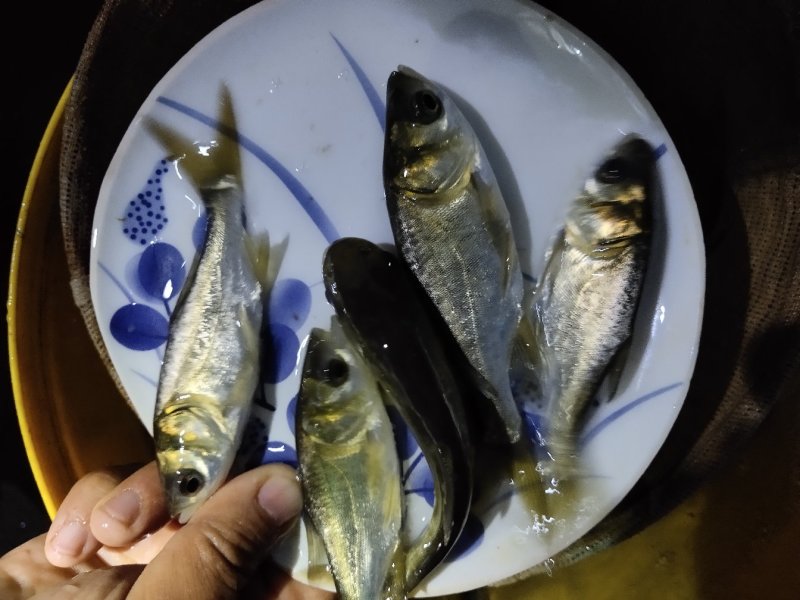 百亩放心鱼苗厂，人工养殖精品草鱼苗10cm，每天固定走货