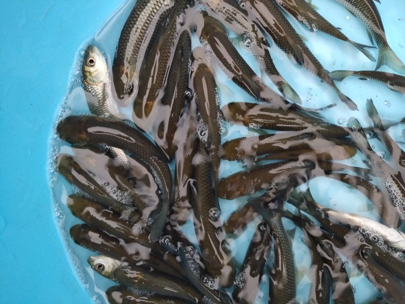 百亩放心鱼苗厂，人工养殖精品草鱼苗10cm，每天固定走货
