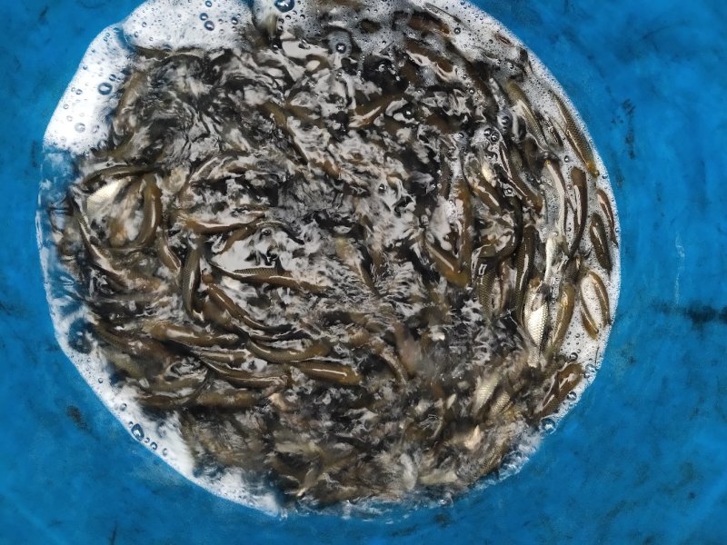 百亩放心鱼苗厂，人工养殖精品草鱼苗10cm，每天固定走货
