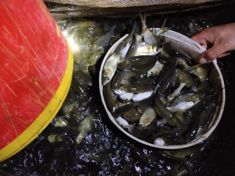 百亩放心鱼苗厂，人工养殖精品草鱼苗10cm，每天固定走货