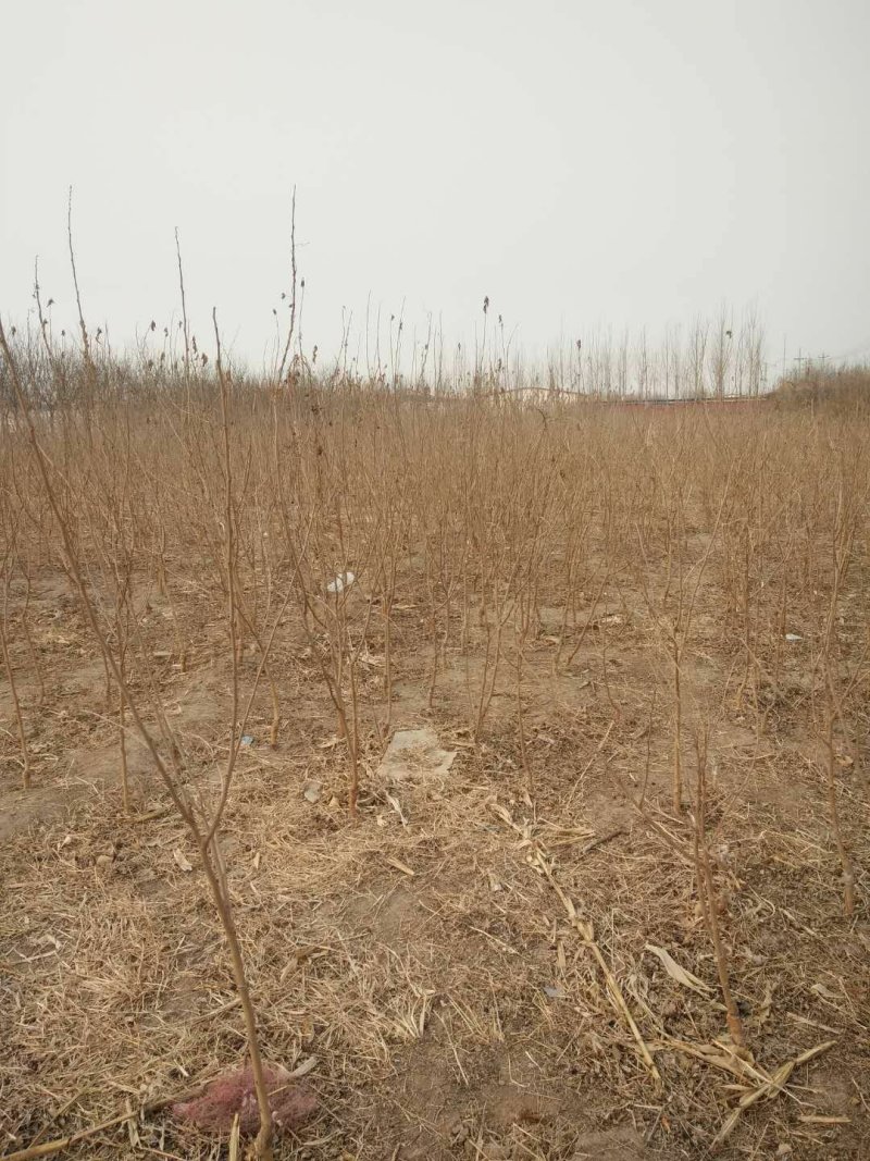 黑桑葚树苗