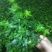 常春藤办公室盆栽绿植常春藤心形五角星