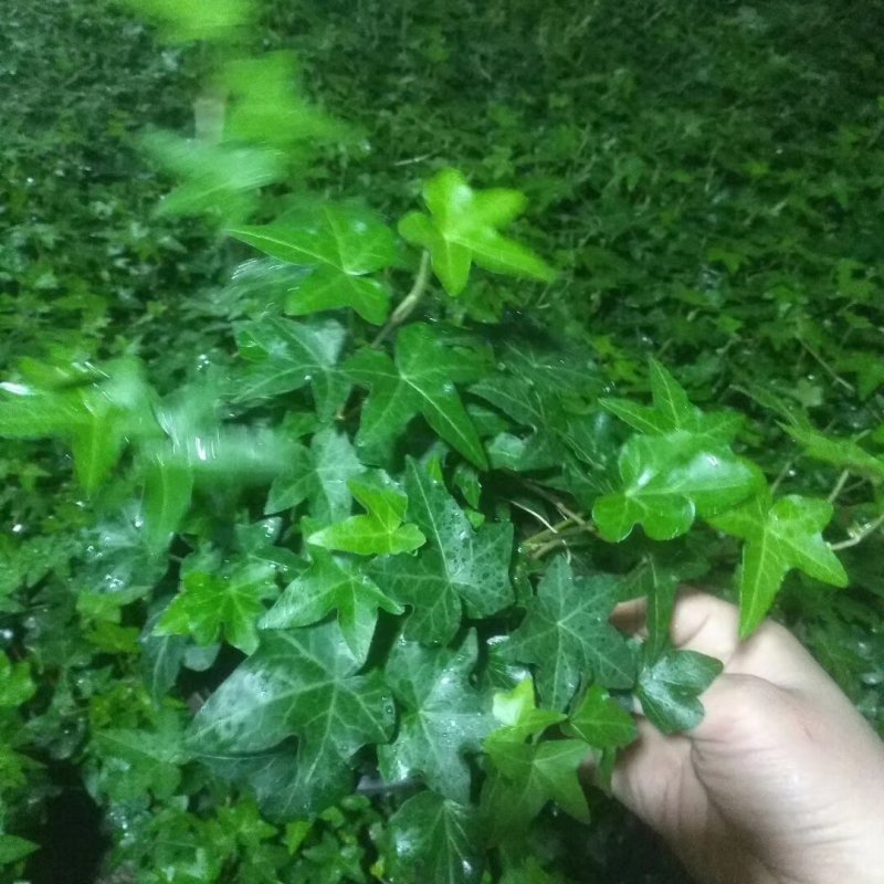 常春藤办公室盆栽绿植常春藤心形五角星