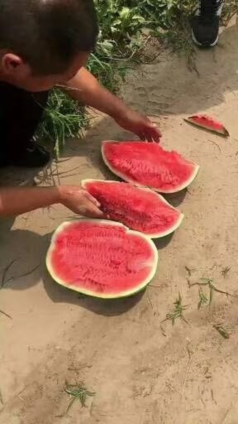 黑美人西瓜