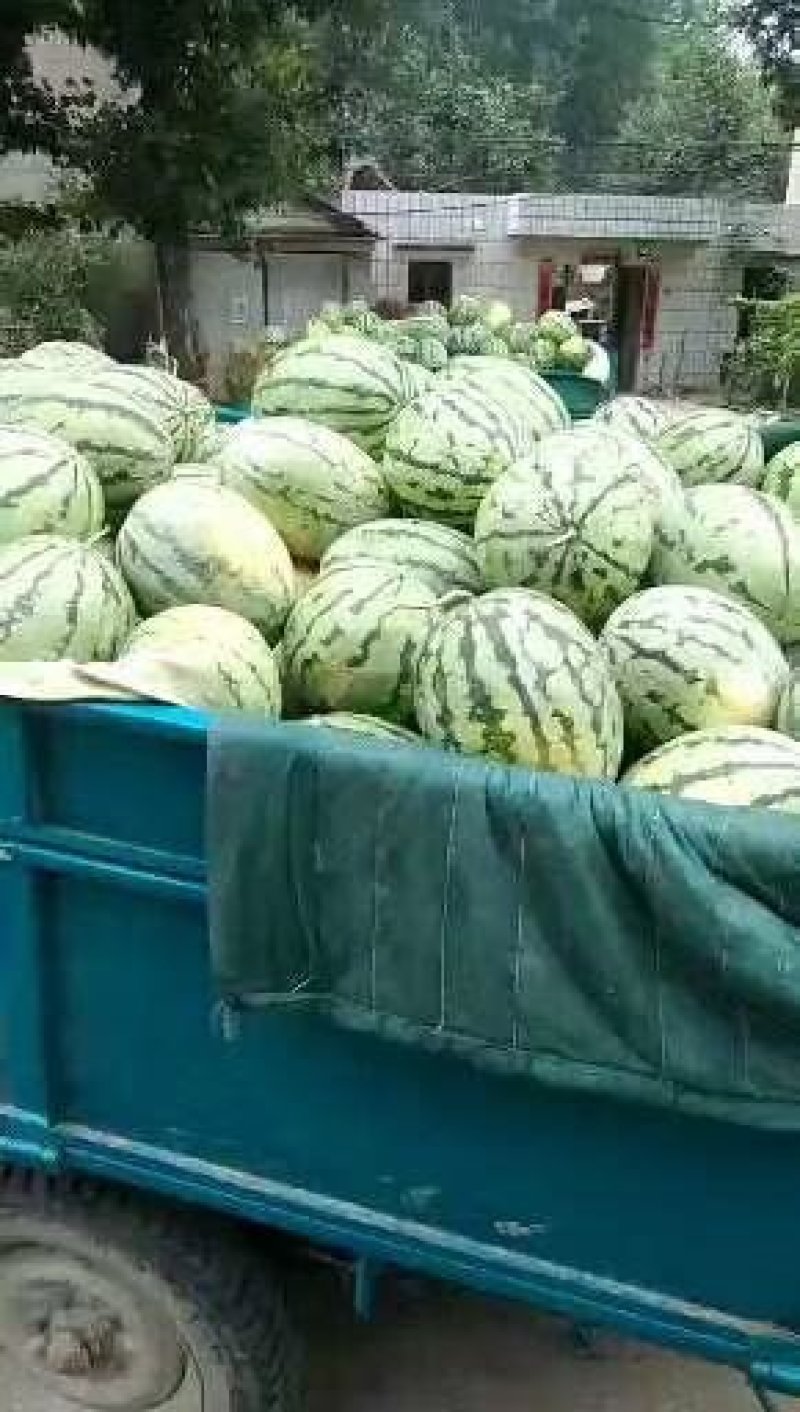 黑美人西瓜
