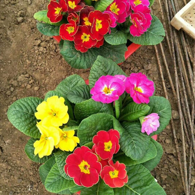 双色盆报春花盆栽耐寒花卉报春花多种颜色