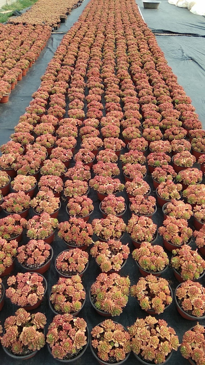 多肉植物