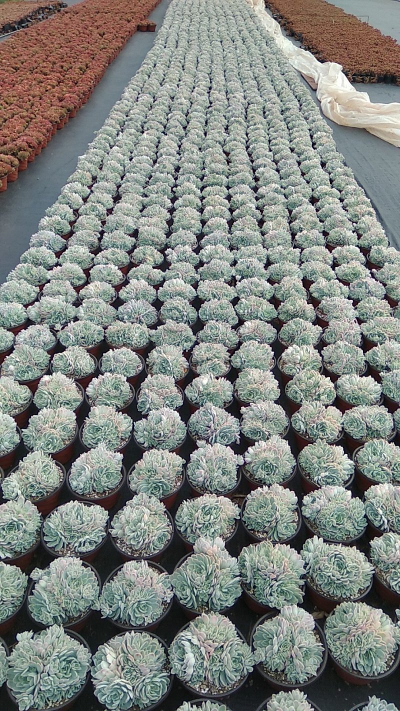 多肉植物