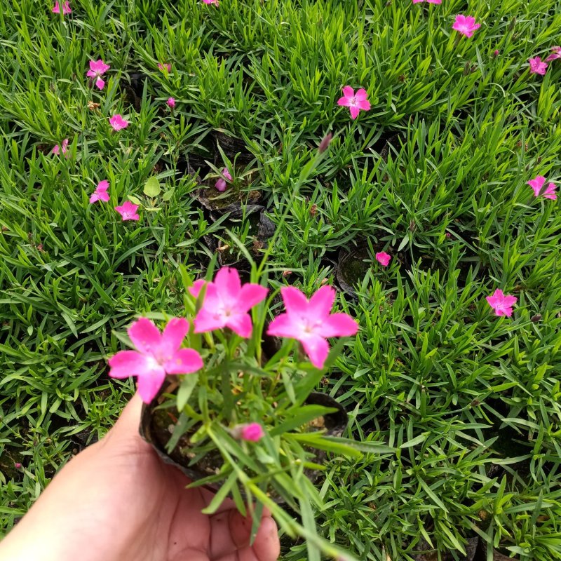 新品种欧石竹营养钵苗开花欧石竹耐高温耐严寒