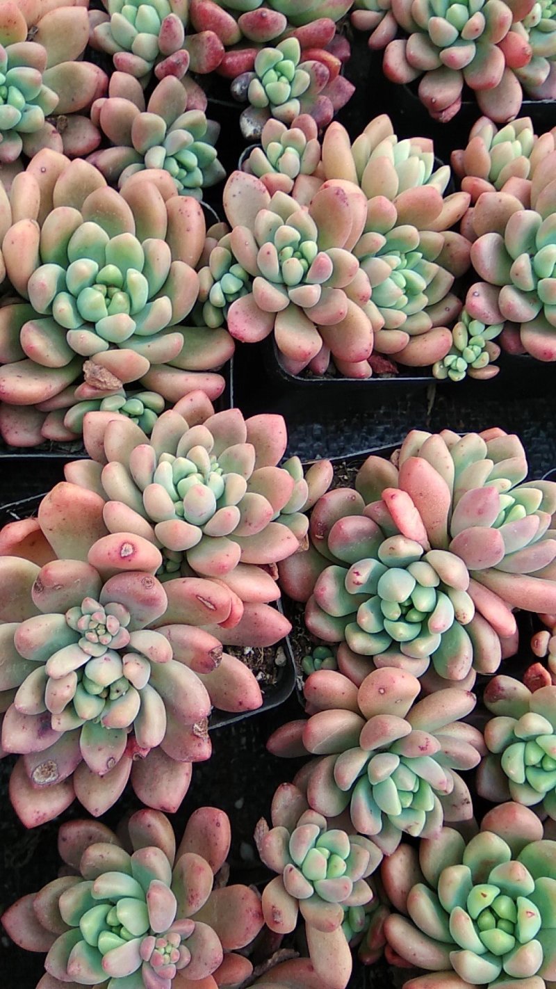 多肉植物