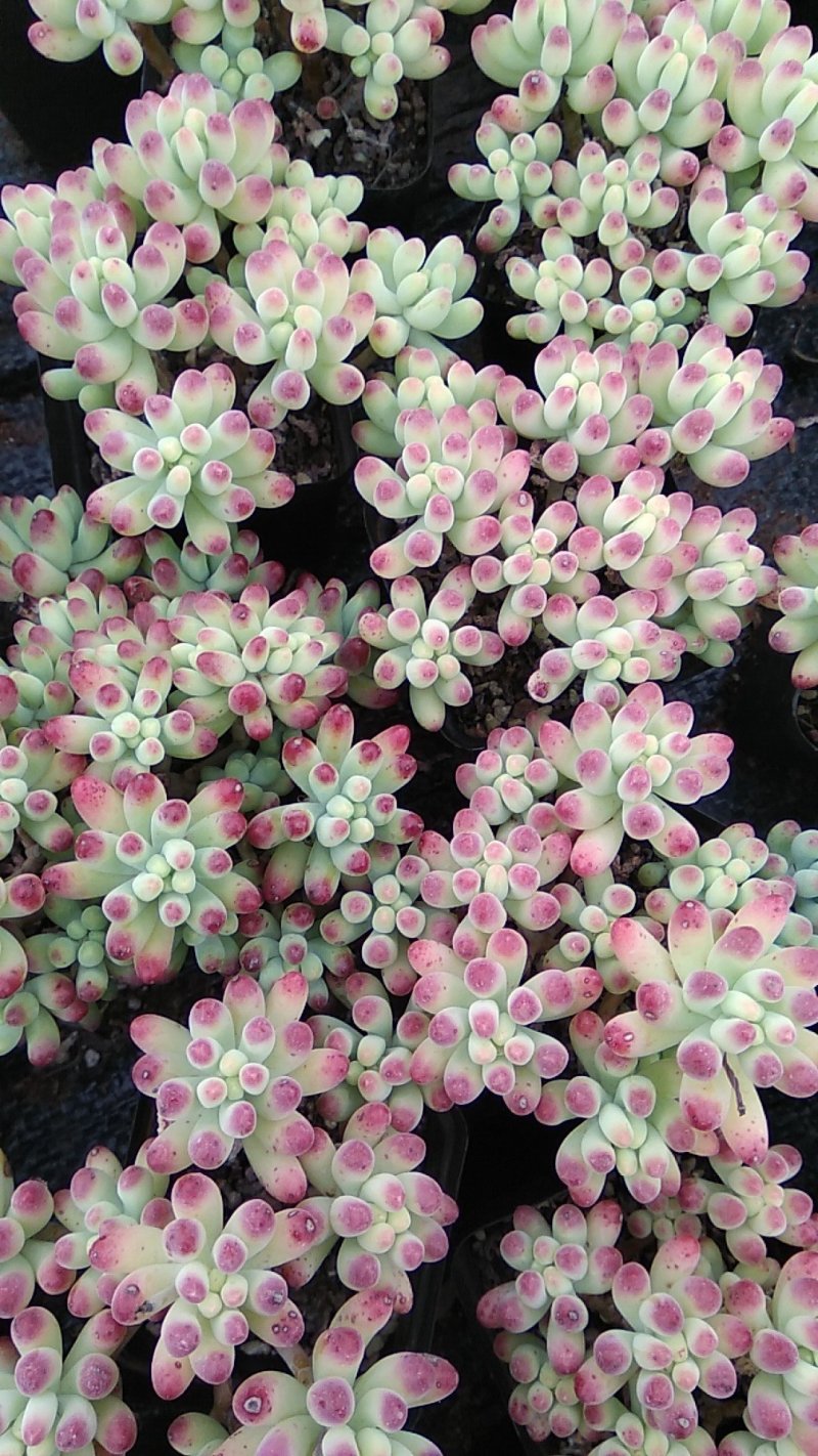 多肉植物