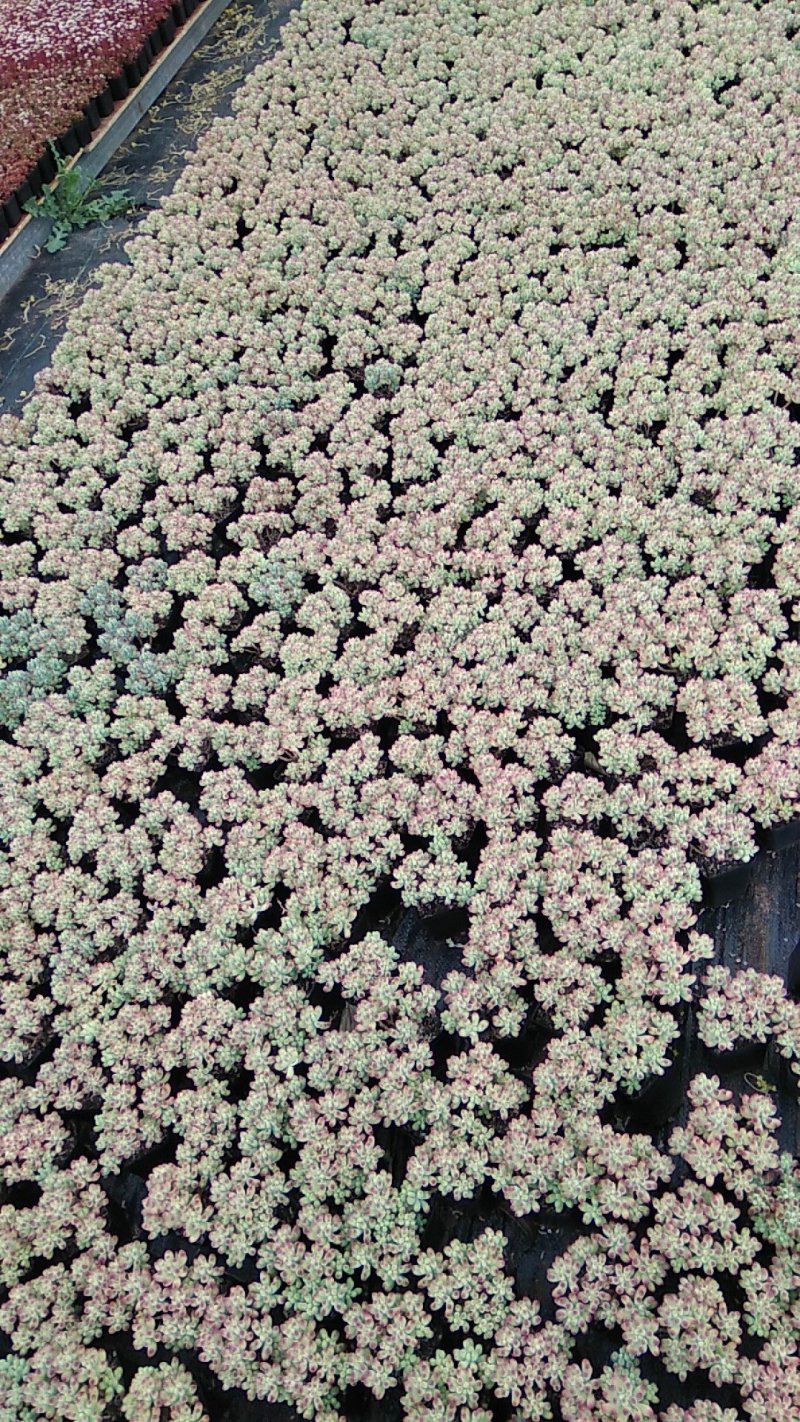 多肉植物