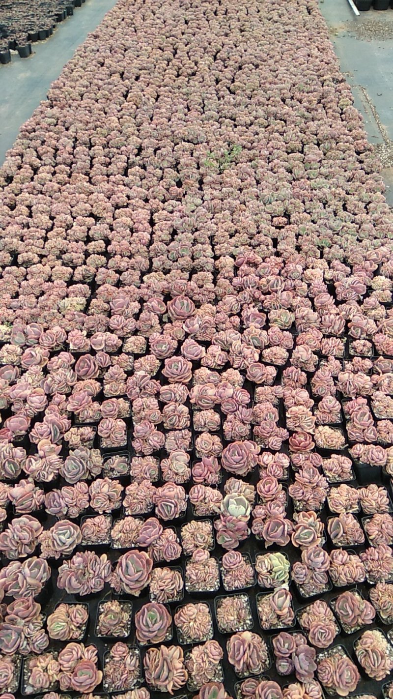 多肉植物