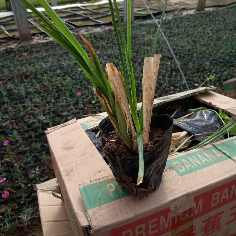 绿化苗矮蒲苇杯苗黑皮桶两年苗矮蒲苇价格