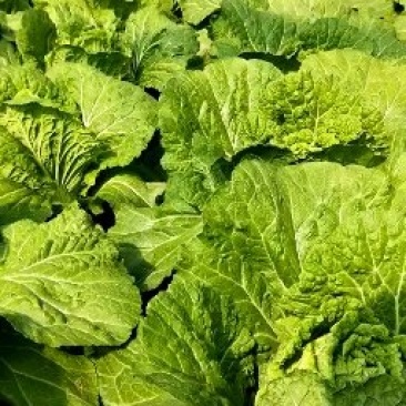 精品白菜4~6斤协助找车一条龙服务档口商超皆可