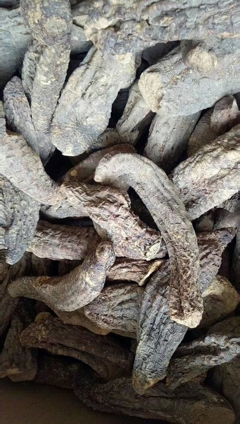 药用肉苁蓉