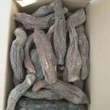 药用肉苁蓉