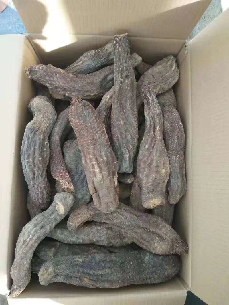 药用肉苁蓉