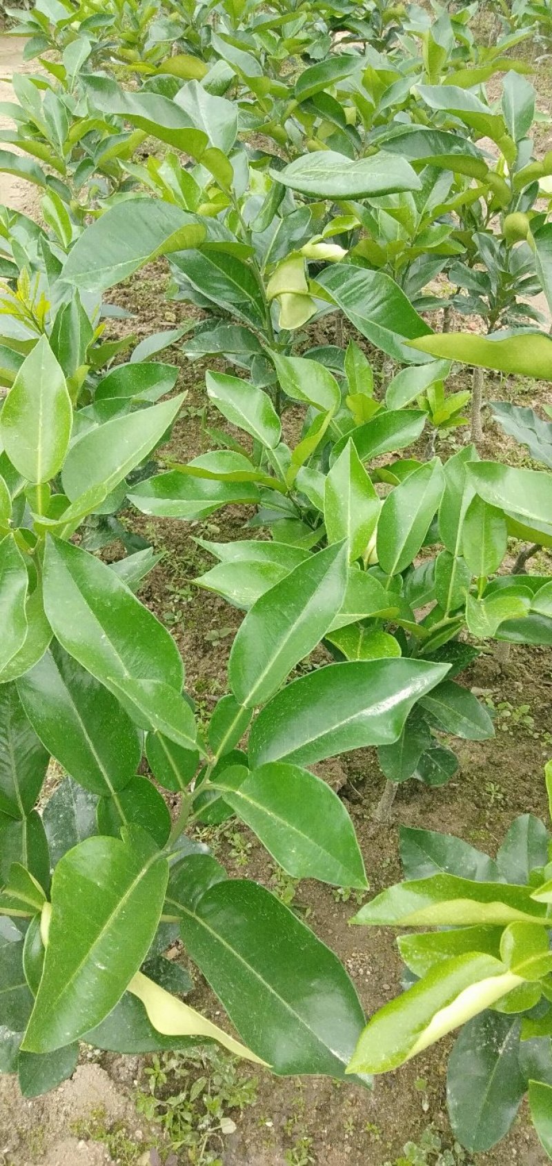 柚子苗