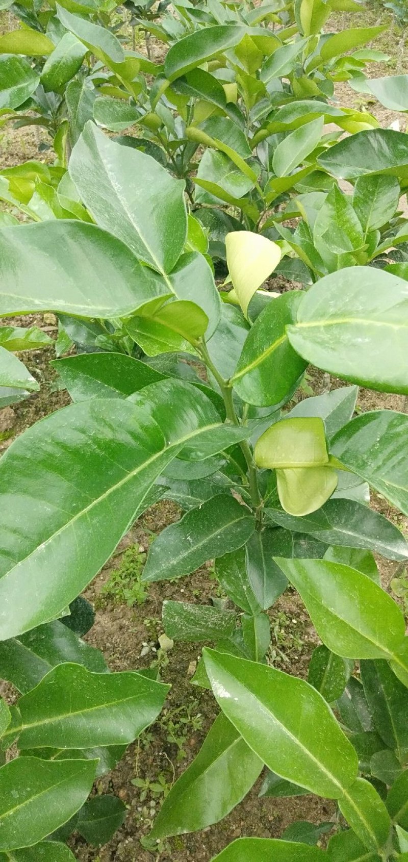 柚子苗
