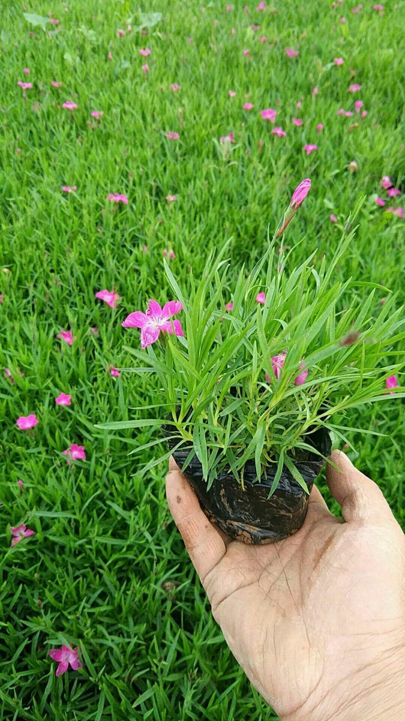 小皮桶欧石