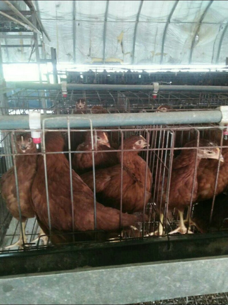 批发红玉母鸡苗/九斤红母鸡苗厂家