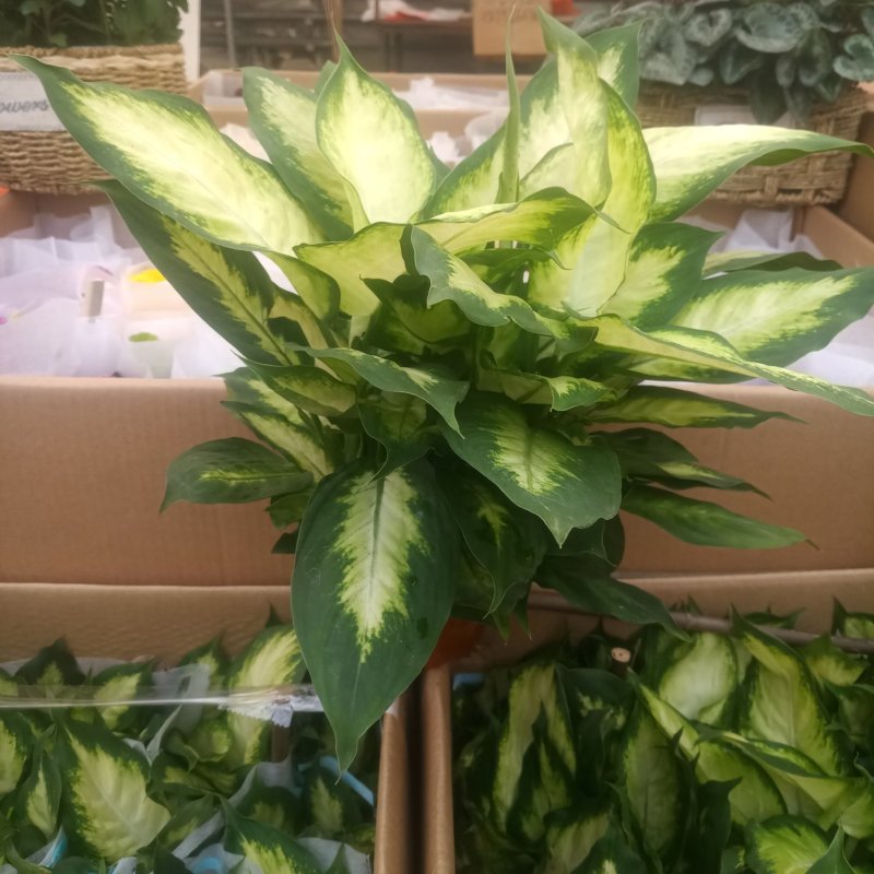 绿植苹果小盆栽办公室盆栽绿叶万年青清新空气