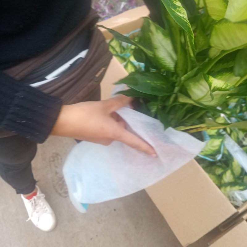 绿植苹果小盆栽办公室盆栽绿叶万年青清新空气