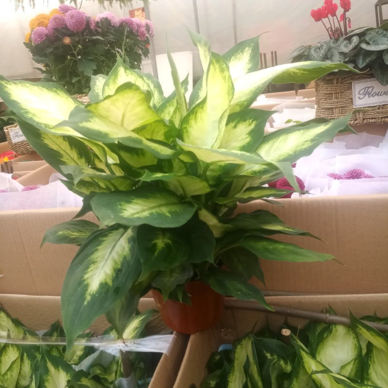 绿植苹果小盆栽办公室盆栽绿叶万年青清新空气