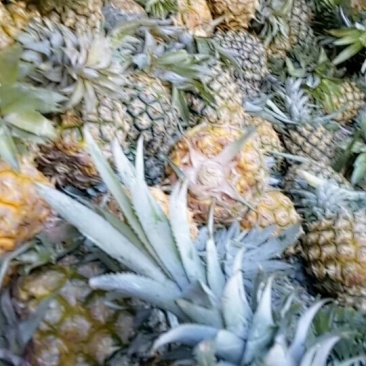 海南香水菠萝