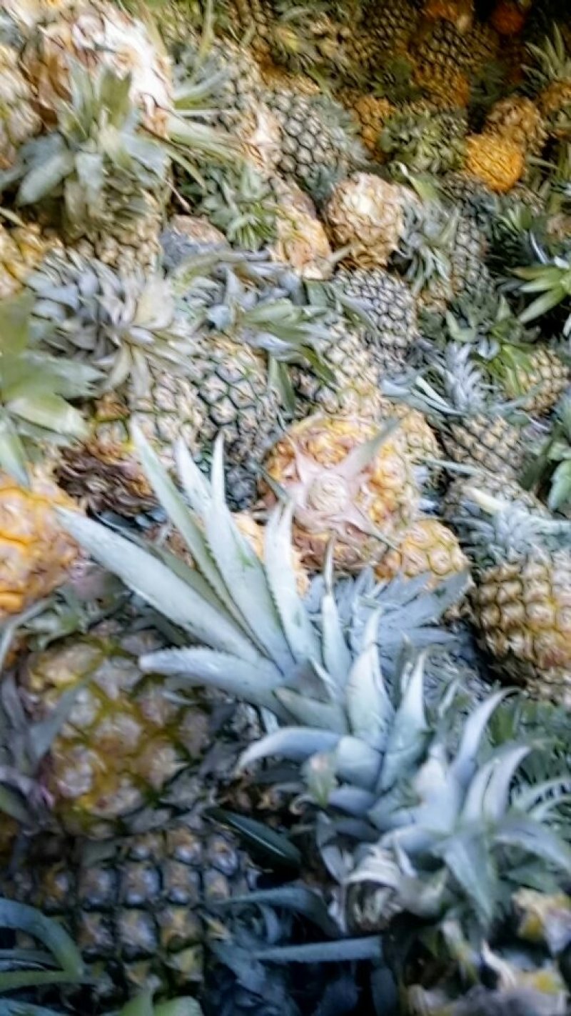 海南香水菠萝