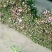 芍药花
