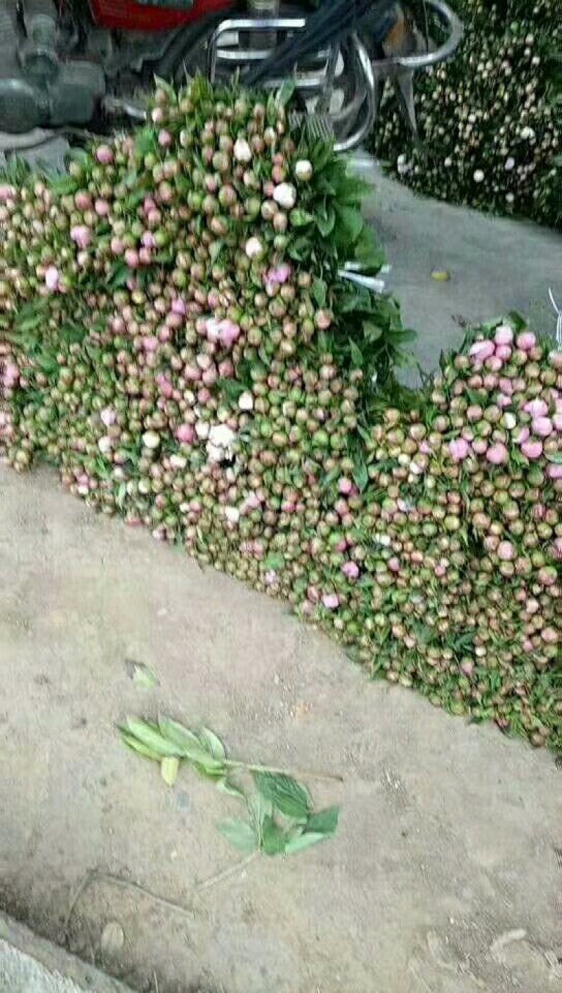 芍药花