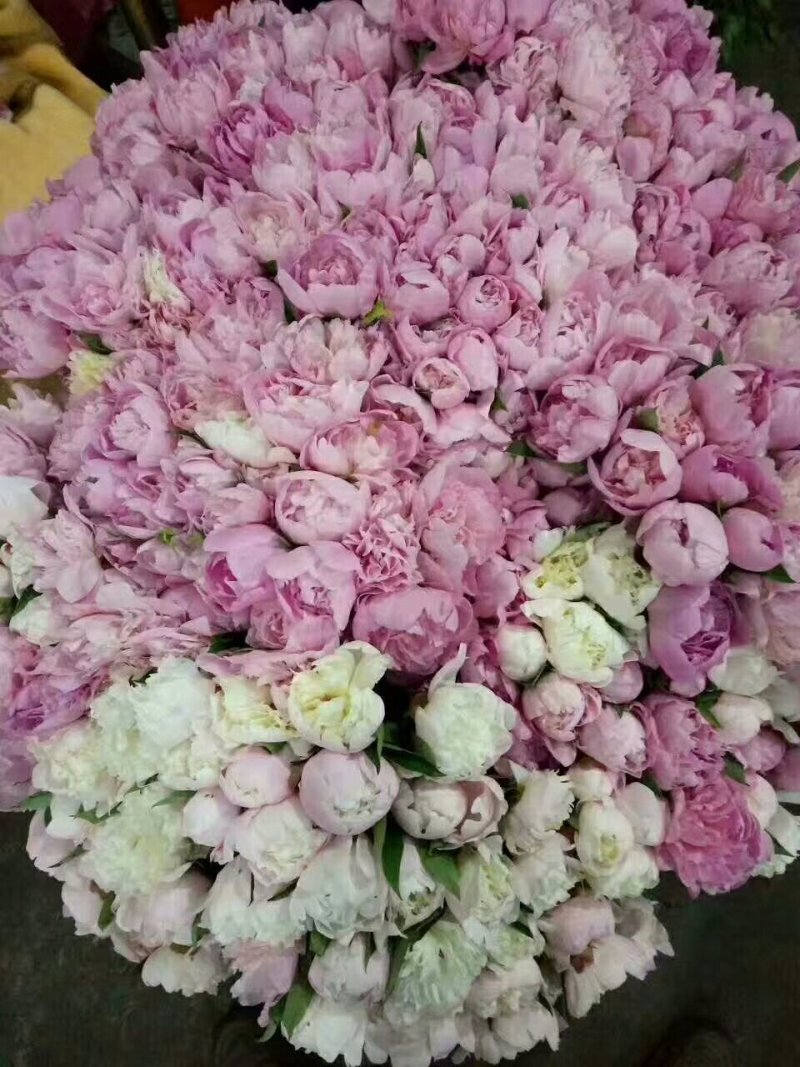 芍药花