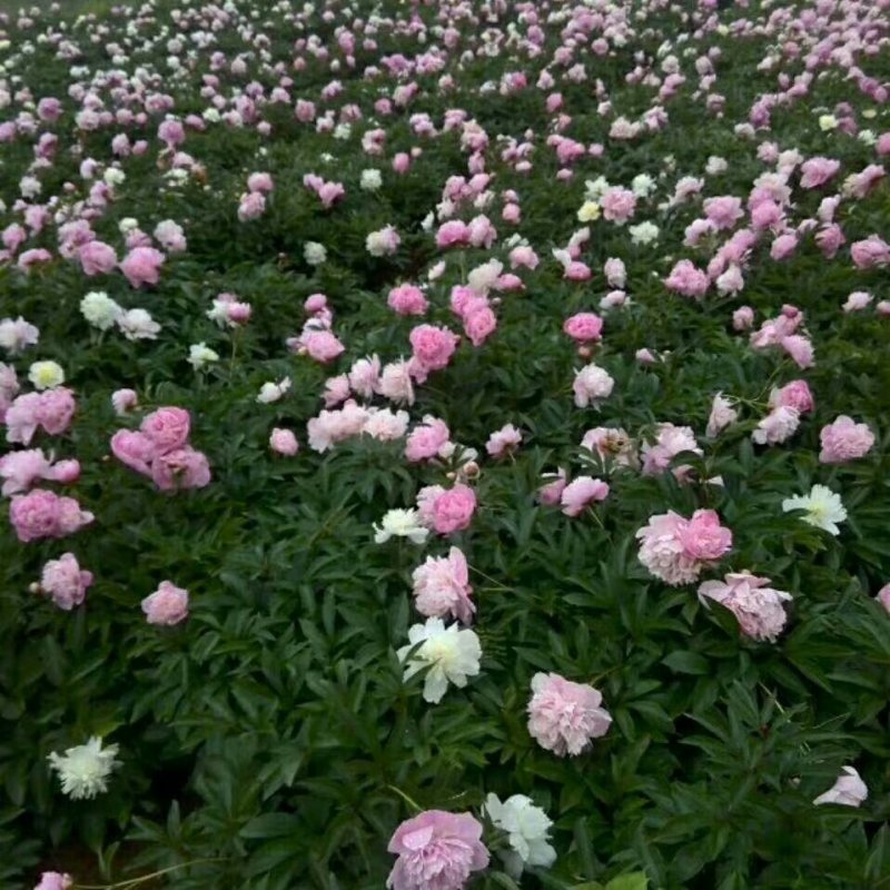 芍药花