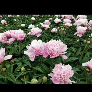 芍药花