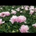 芍药花