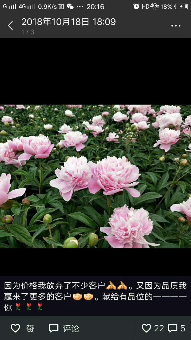 芍药花