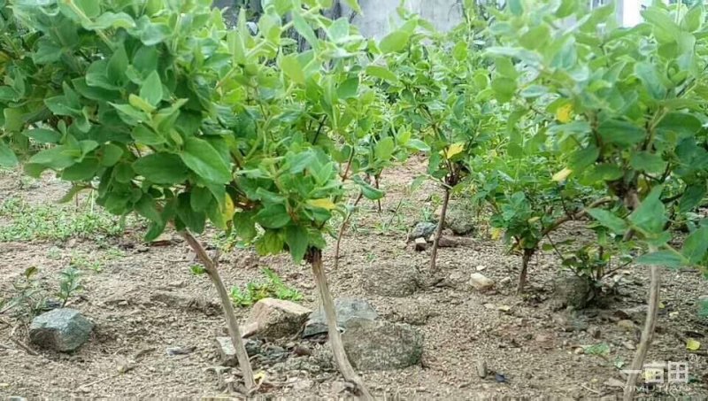 金银花苗包回收包技术高药效可以签合同，死苗补发