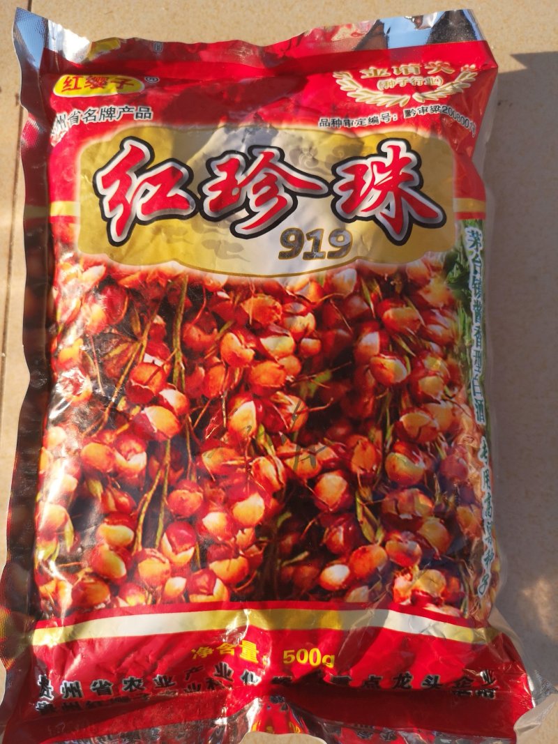 糯高粱种子