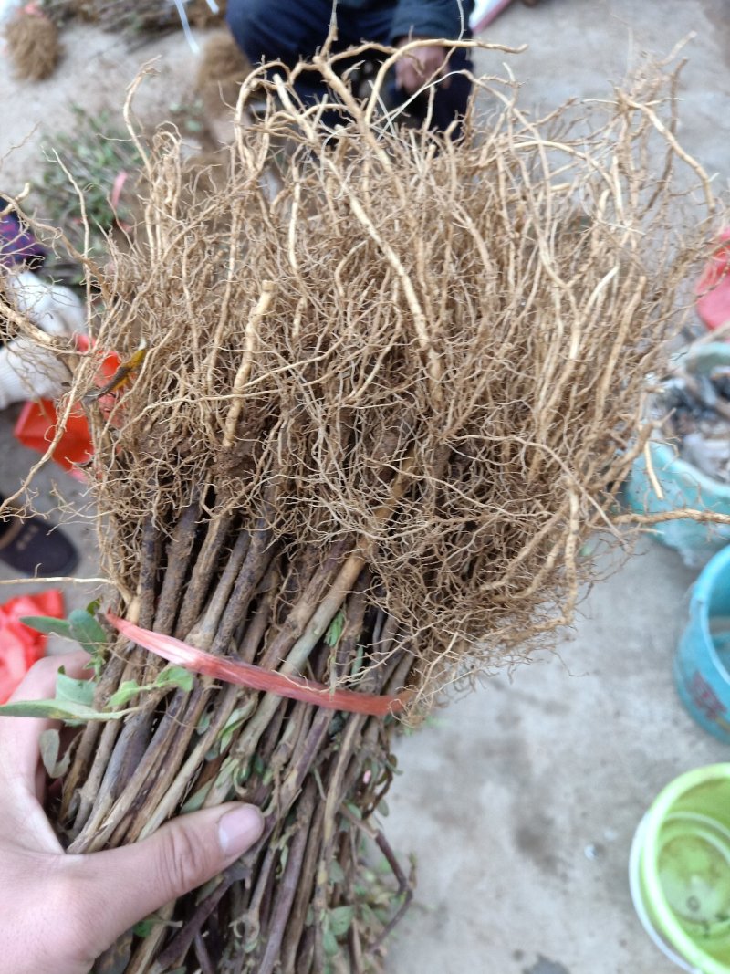 金银花苗包回收包技术高药效可以签合同，死苗补发