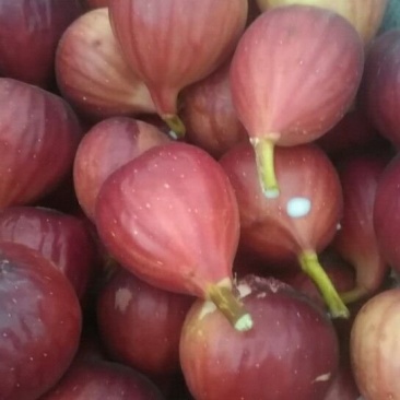 广州新鲜无花果