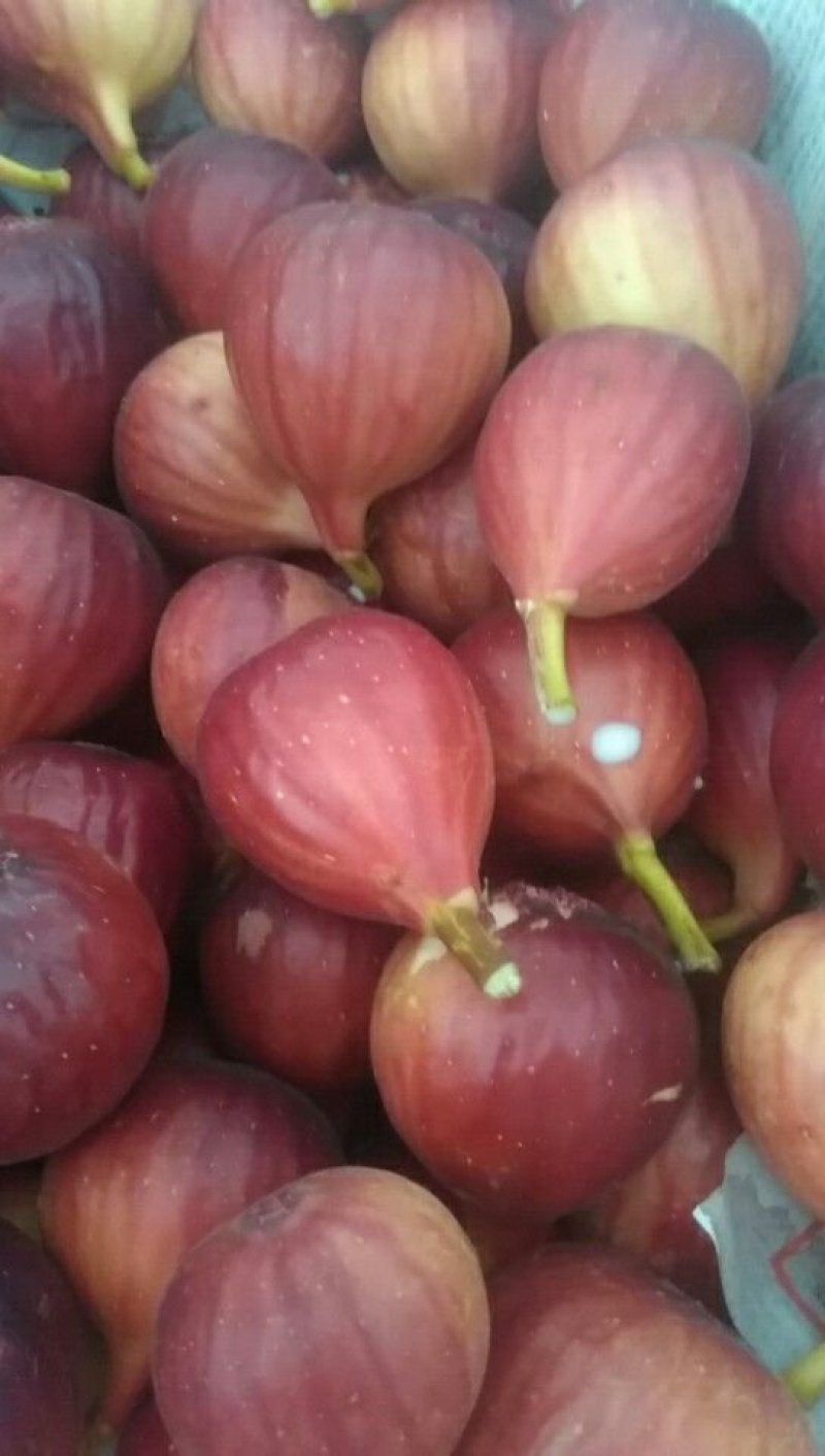 广州新鲜无花果