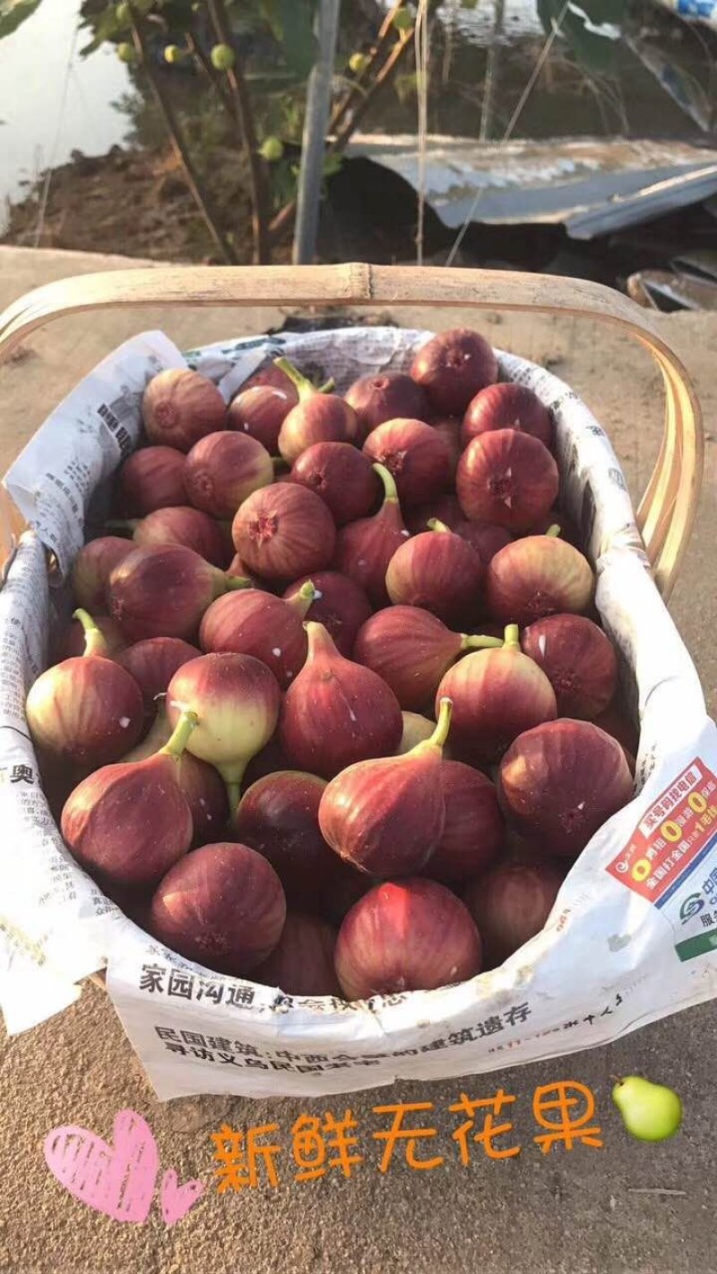 广州新鲜无花果