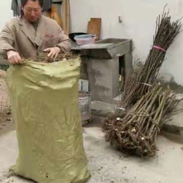 中花吴茱芋