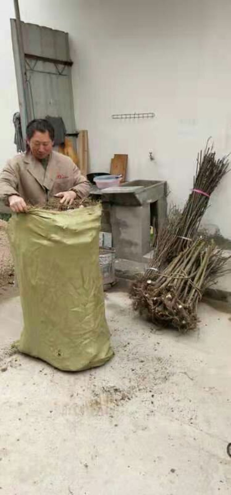 中花吴茱芋