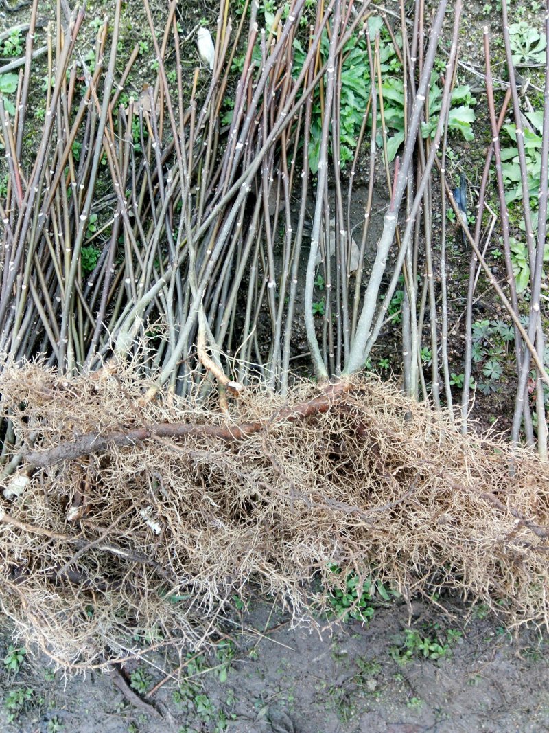 中花吴茱芋