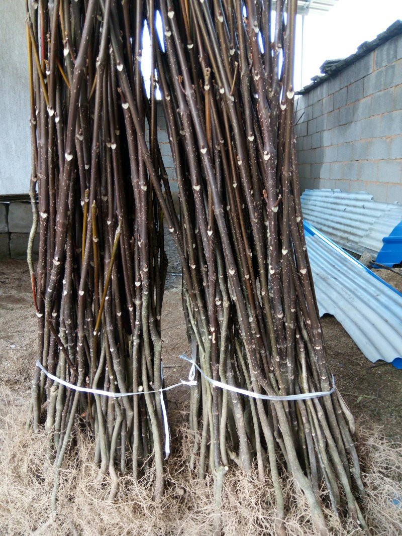 中花吴茱芋