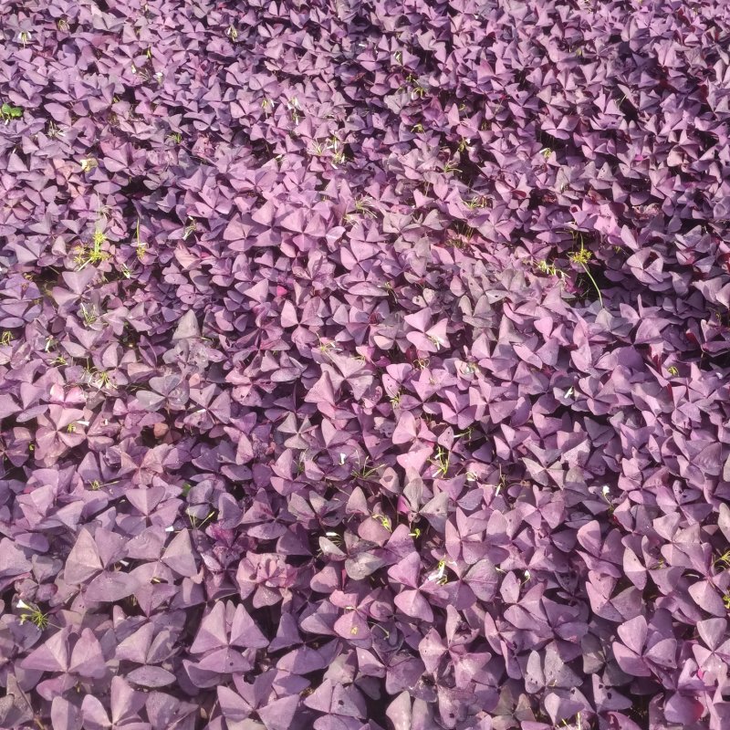 红叶酢浆草70营养杯绿化苗白花醡浆草花坛杯苗