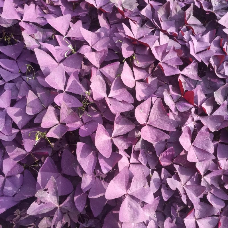 红叶酢浆草70营养杯绿化苗白花醡浆草花坛杯苗